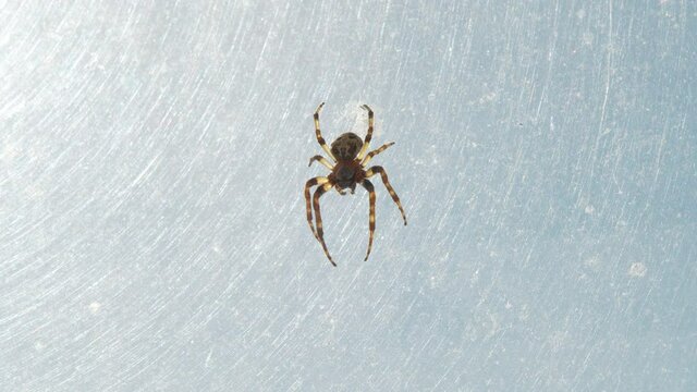 A spider hanging in its web in a window with the sun shining in.