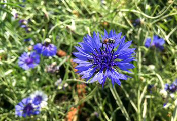 Beautiful Closeup of Bee on Aster Plant or Flower in Macro