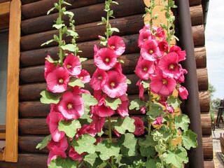 summer landscape. beautiful pink mallow on wooden background