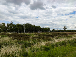 Landscape of national park swamp in North Germany