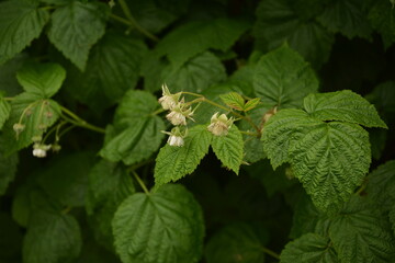 Blossoming Raspberry Shoots in the Garden.Raspberry Flower Buds