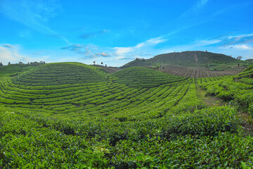 Fototapeta na wymiar tea plantation 