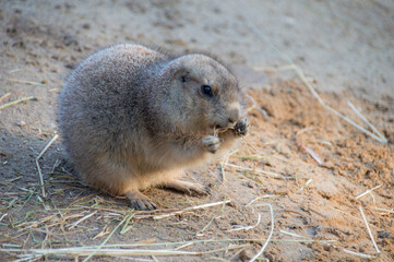 prairie dog eating