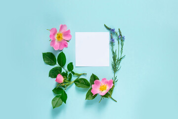 Pink Flowers of wild rose on a blue background . Layout of fresh flowers on a blue background.