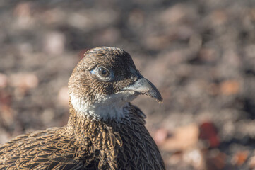 close up of a bird