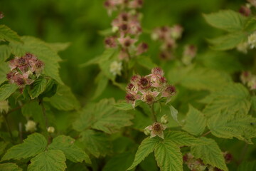 Blossoming Raspberry Shoots in the Garden.Raspberry Flower Buds