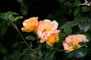 Rosa Rose II.