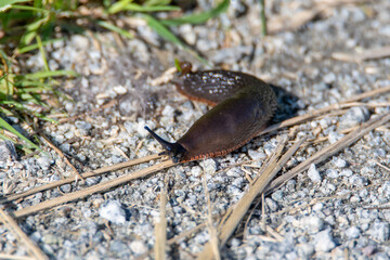 Black slug crawling on the ground.   Vancouver BC Canada
