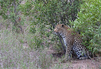 Leopard... the most elusive of Africa's big cats