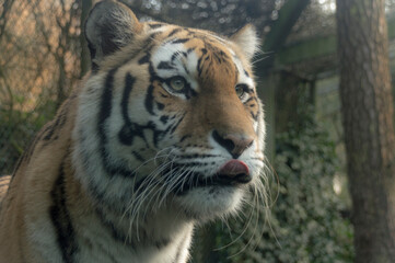 tiger in zoo
