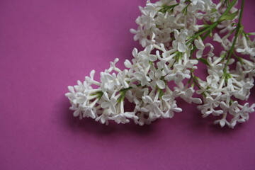 a white lilac on the pink background