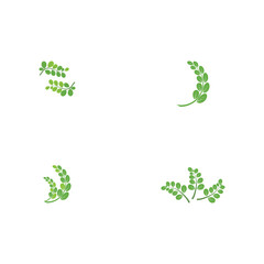 Set Moringa leaf Logo Template