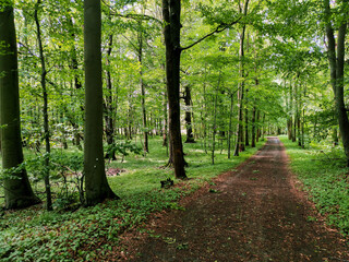 Forest with rays of light shining through the trees