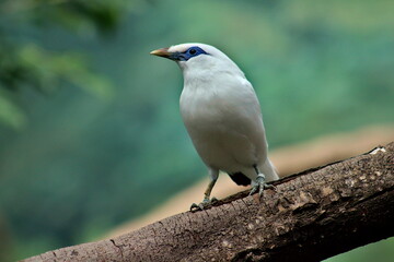 bird