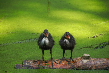 2 cute coot babies in the Botanical People's Park Berlin (Botanischer Volkspark Blankenfelde Pankow) Germany