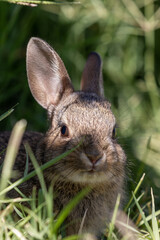 Cute Young Cottontail Rabbit