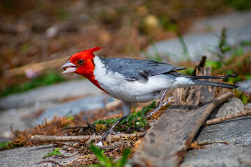Cardenal (Cardinalis cardinalis)