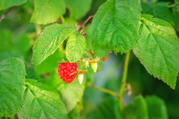 One ripe raspberry hangs on a branch of a bush in summer.
