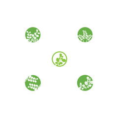 Fototapeta na wymiar Set Moringa leaf Logo Template