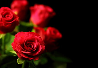 red roses on black background