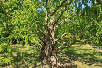A european larch in the Botanical People's Park Berlin  (Botanischer Volkspark Blankenfelde Pankow) Germany