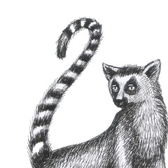 lemurs pattern drawing silhouette tropical animals isolate object white backgroun