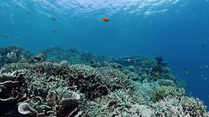 Fototapeta na wymiar Tropical Fishes on Coral Reef, underwater scene. Panglao, Philippines.