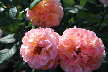 Beautiful rose flower in roses garden. Top view. Soft focus.