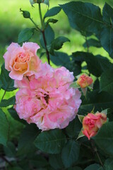 Fototapeta premium Beautiful rose flower in roses garden. Top view. Soft focus.