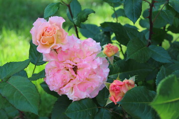 Obraz premium Beautiful rose flower in roses garden. Top view. Soft focus.