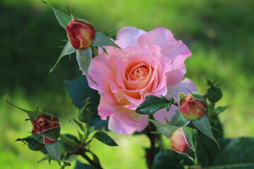 Beautiful rose flower in roses garden. Top view. Soft focus.