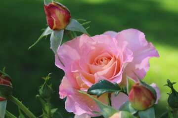 Obraz premium Beautiful rose flower in roses garden. Top view. Soft focus.