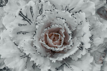 ornamental cabbage grows in a flower bed
