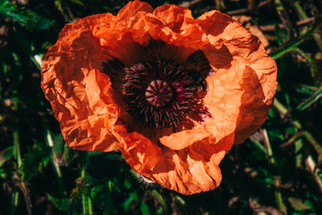 bright red poppy photographed from the top