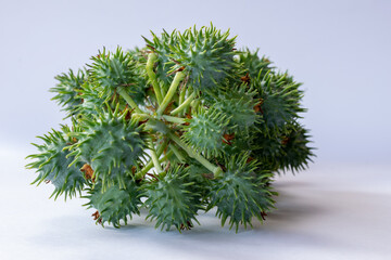 Mamona. Castor beans with white background. Ricinus communis L., popularly known as castor bean. It is a plant of the Euphorbia family.