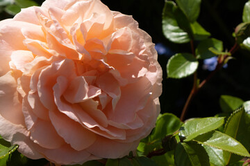 blossoming fluffy pale pink rose