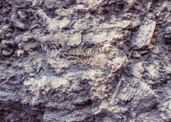 fossilized organisms as evidence of a bygone era