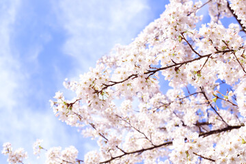 cherry blossom in spring