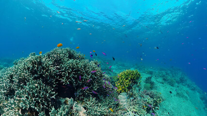 Naklejka na ściany i meble Tropical Fish Corals Marine Reef. Underwater Sea Tropical Life. Tropical underwater sea fishes. Underwater fish reef marine. Tropical colorful underwater seascape. Panglao, Bohol, Philippines.