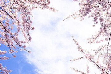 Cherry blossom in spring.