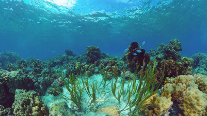 Beautiful underwater world with coral reef and tropical fishes. Panglao, Bohol, Philippines. Travel vacation concept