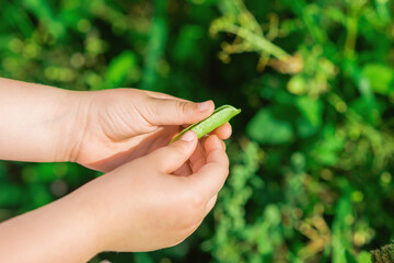 Open pod of pea in hands of a child in the garden in summer.