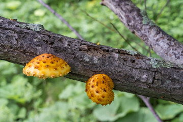 mushrooms growing on a tree