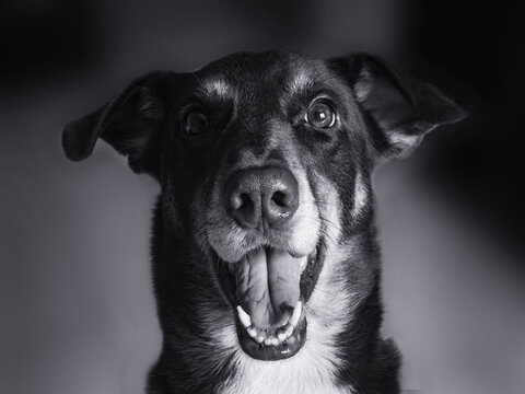 Happy dog ​​with a surprised look in black and white - Love for pet