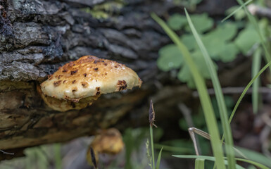 edible mushrooms growing on a tree