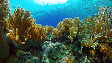 Naklejka na ściany i meble Tropical sea and coral reef. Underwater Fish and Coral Garden. Underwater sea fish. Tropical reef marine. Colourful underwater seascape. Panglao, Bohol, Philippines.
