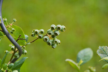 Vaccinium myrtillus, unreife grüne Heidelbeeren an einem Strauch