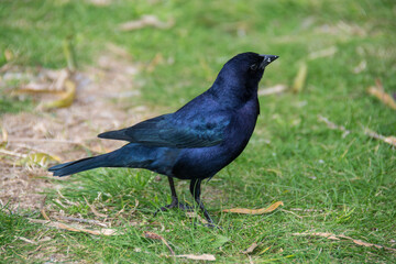 Tordo renegrido (Molothrus bonariensis)