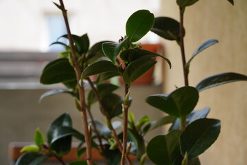 Leaves leaf texture green organic background macro layout close