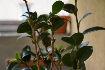 Leaves leaf texture green organic background macro layout close